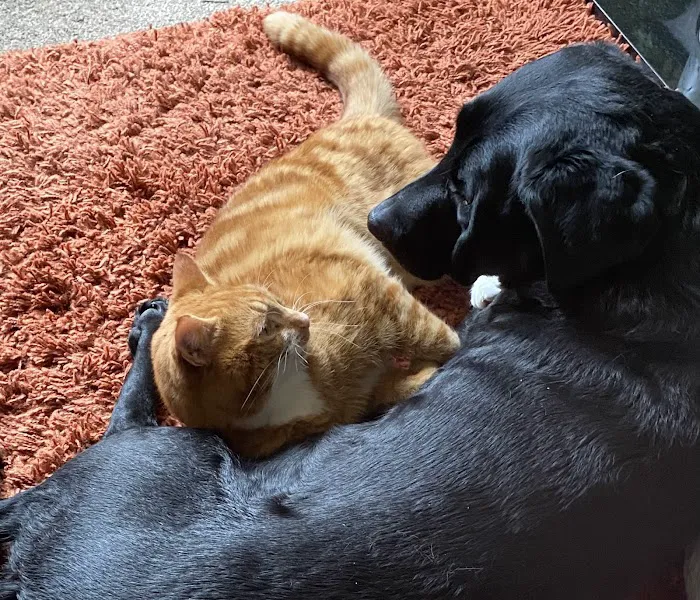 Vets4Pets - Clowne Picture 2