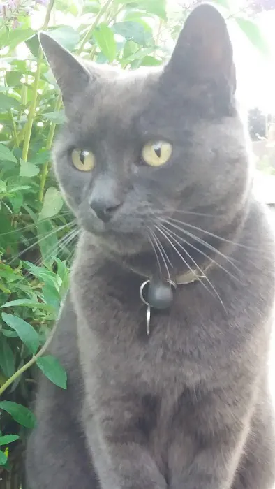 Vets4Pets - Clowne Picture 1