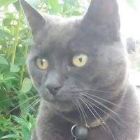 Vets4Pets - Clowne ico