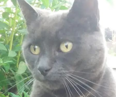 Vets4Pets - Clowne