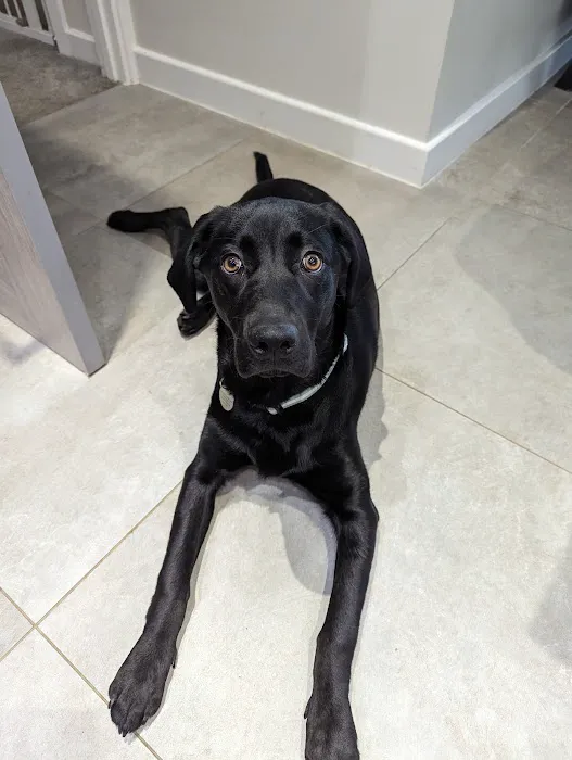 Vets4Pets - Clowne Picture 4