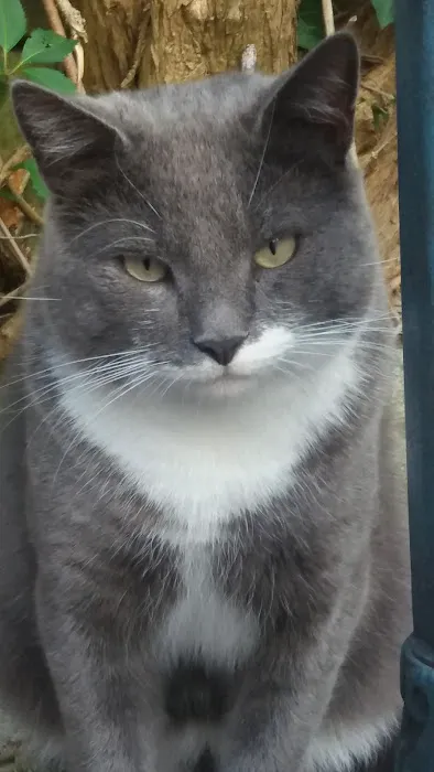 Vets4Pets - Clowne Picture 6