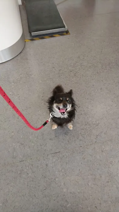 Vets4Pets - Clowne Picture 7