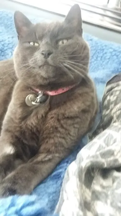 Vets4Pets - Clowne Picture 8