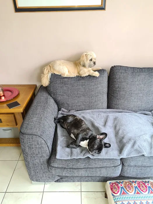 Vets4Pets - Clowne Picture 10