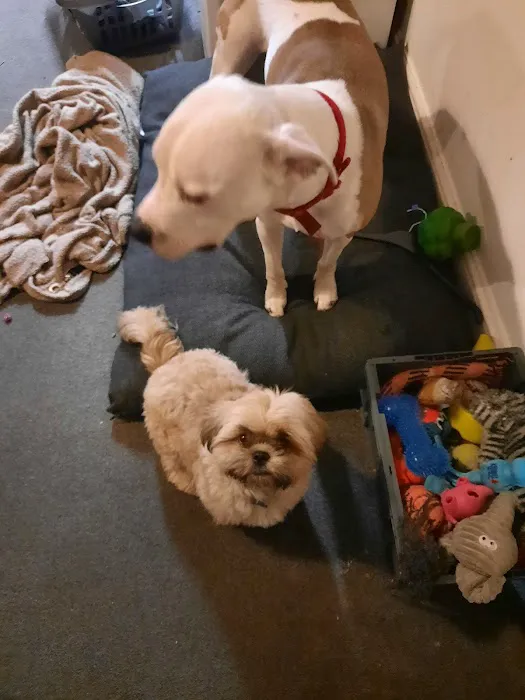 Carrick Veterinary Group - Barlborough Picture 2