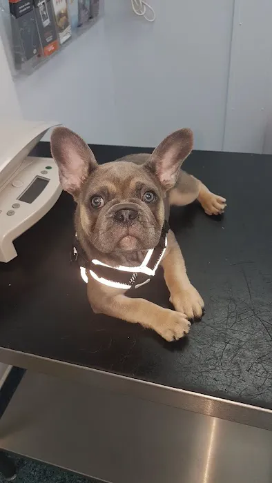 Carrick Veterinary Group - Barlborough Picture 5