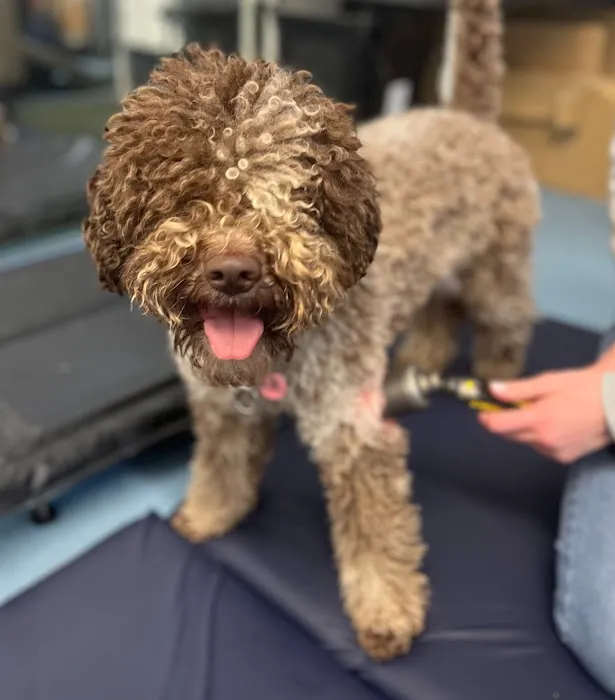 Danielle Hanna Veterinary Physiotherapy Picture 1