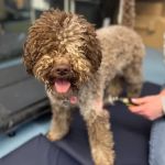 Danielle Hanna Veterinary Physiotherapy
