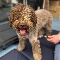 Danielle Hanna Veterinary Physiotherapy ico