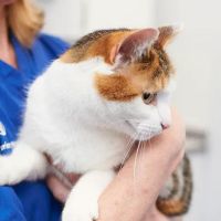 MiNightVet Lisburn ico
