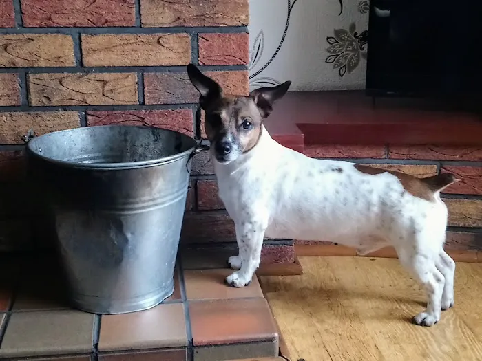 Cromlyn House Veterinary Hospital - Hillsborough Picture 9