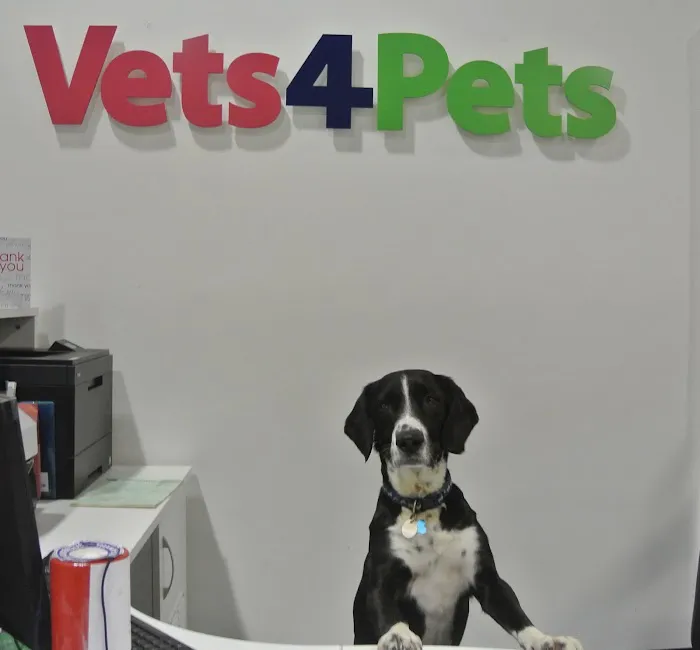 Vets4Pets - Lisburn Picture 1