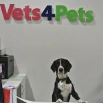 Vets4Pets - Lisburn