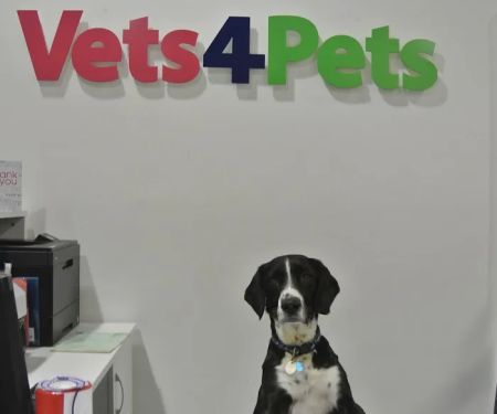 Vets4Pets - Lisburn