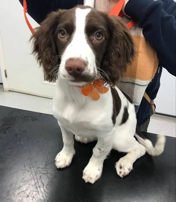 Vets4Pets - Lisburn Picture 7