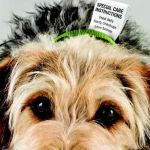Advance Veterinary Care