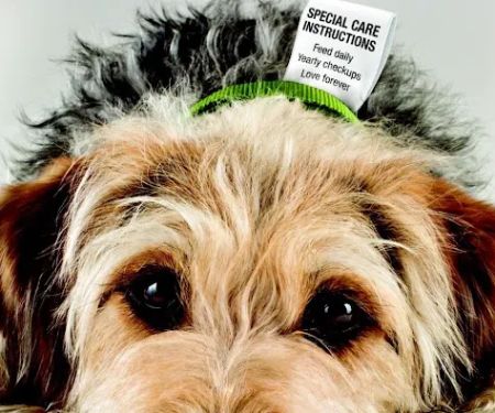 Advance Veterinary Care