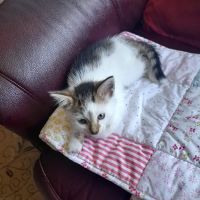 Lagan Valley Vets ico