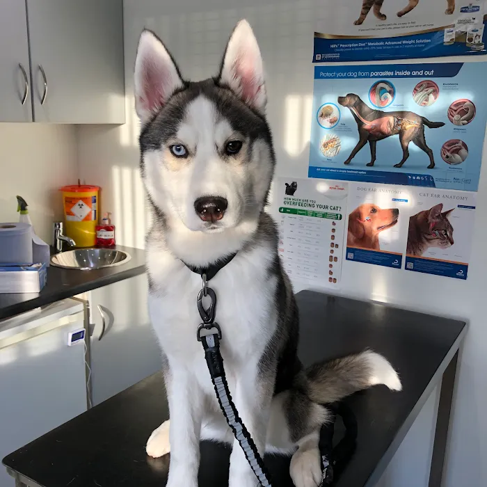 Barry's Vets Picture 4
