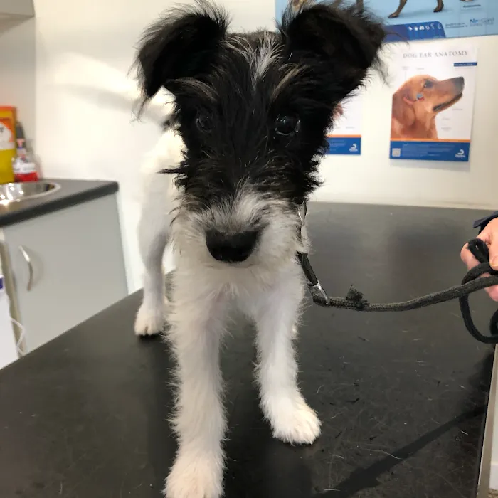Barry's Vets Picture 3