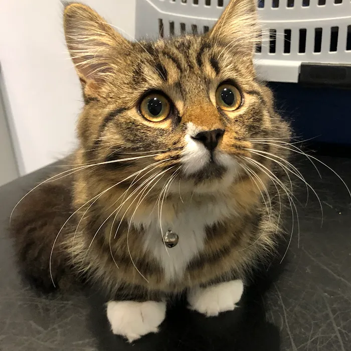 Barry's Vets Picture 5