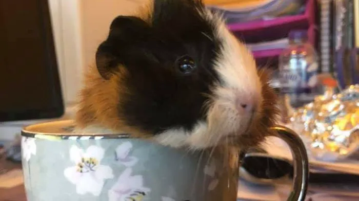 Woodmeadow Pets Picture 1