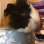 Woodmeadow Pets