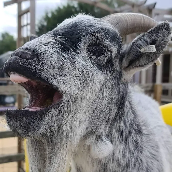 Woodmeadow Pets Picture 3