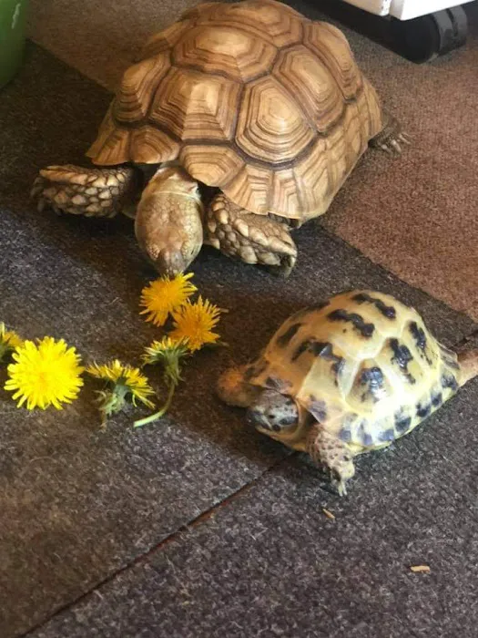 Woodmeadow Pets Picture 2