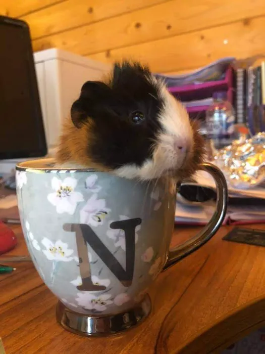 Woodmeadow Pets Picture 6