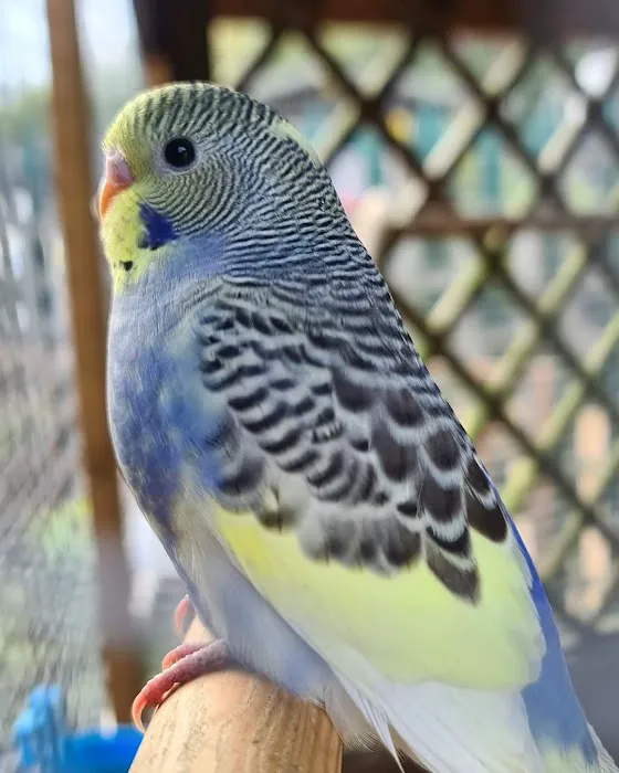 Woodmeadow Pets Picture 5