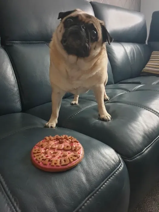 Perfect Pet Patisserie & Gifts Picture 4