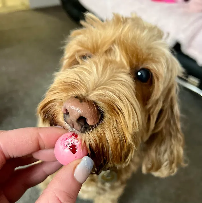 Perfect Pet Patisserie & Gifts Picture 6