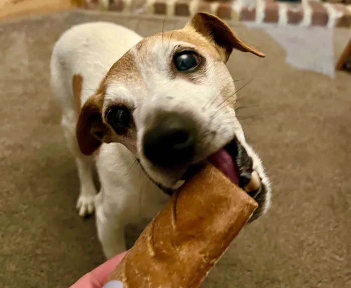 Perfect Pet Patisserie & Gifts Picture 8