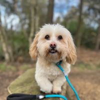 Flexibull Fashion and Feeds ico