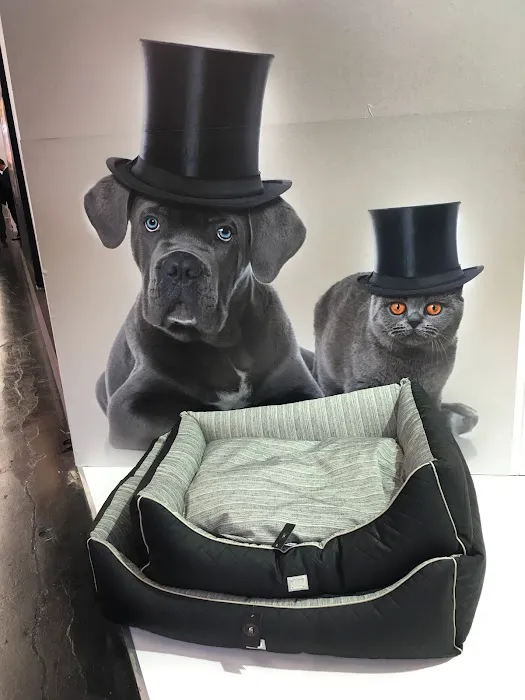 Paws on Sofas Picture 6