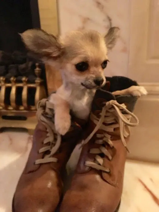 Paws on Sofas Picture 5