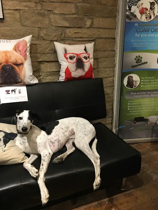 Paws on Sofas Picture 10