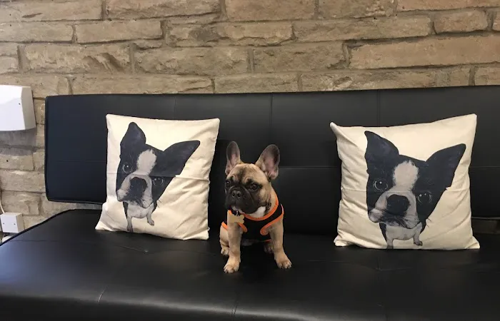 Paws on Sofas Picture 8