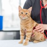 Castle Veterinary Group