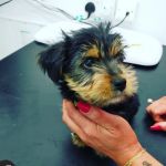 Donard Veterinary Clinic