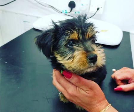 Donard Veterinary Clinic