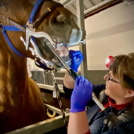 Shanaghan Veterinary Services Picture 3