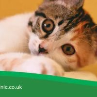 The Veterinary Clinic ico