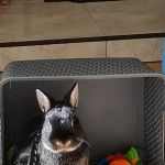 Downe Veterinary Clinic