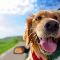 Abbey Vets ico