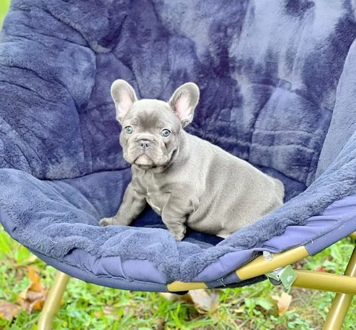French Bulldog puppies for sale Picture 2