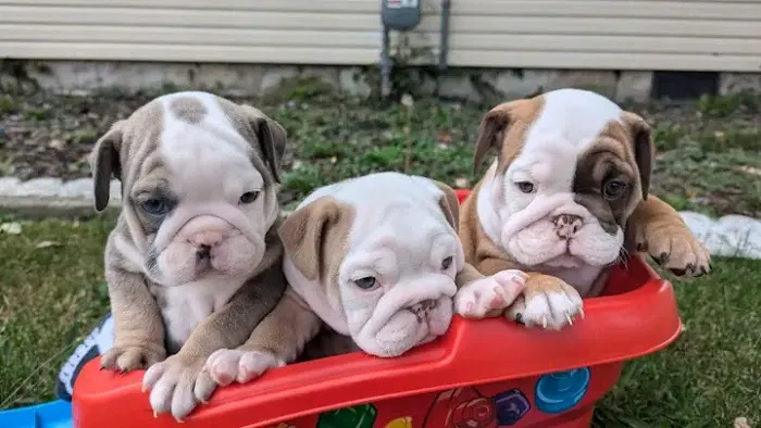 French Bulldog puppies for sale Picture 1