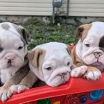 French Bulldog puppies for sale